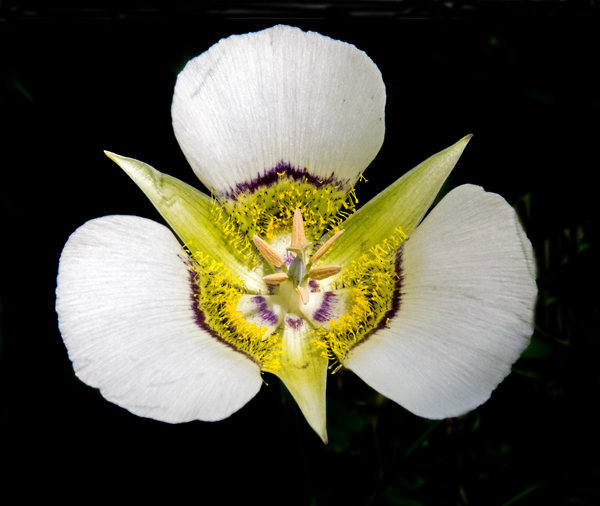 Mariposa Lily.jpg